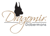 www.DragomirDobermans.com