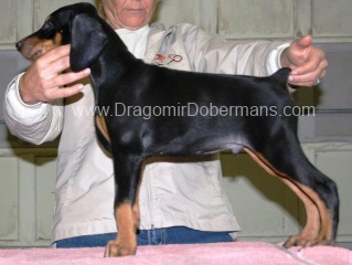 Purple Collar Boy @ 8 Weeks