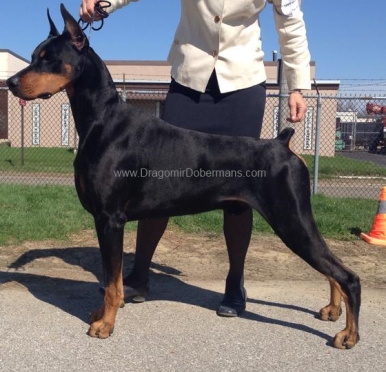 Niklby dobermans shop