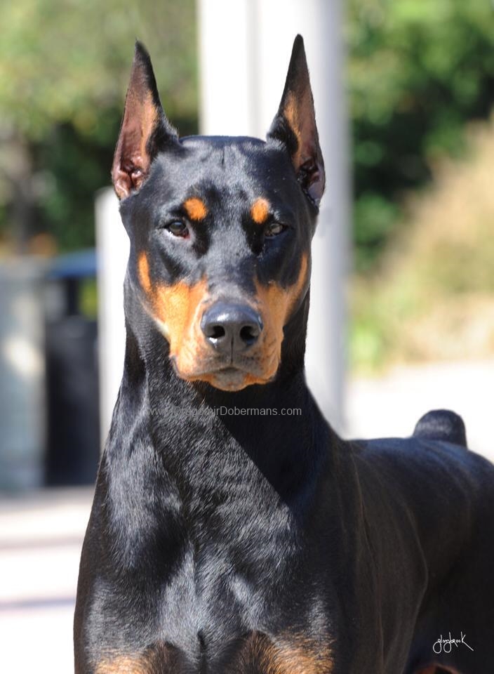 Niklby dobermans shop