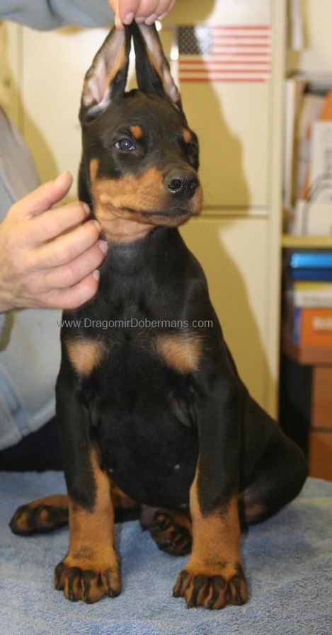 Niklby dobermans best sale