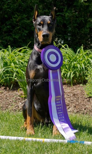 Niklby dobermans sales